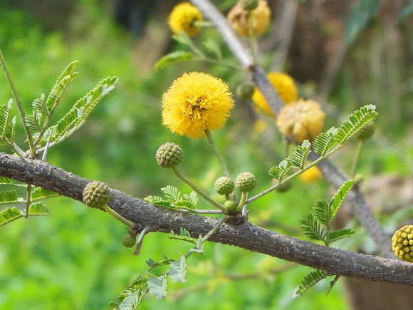 Ayurvedic Tips for Oral Health