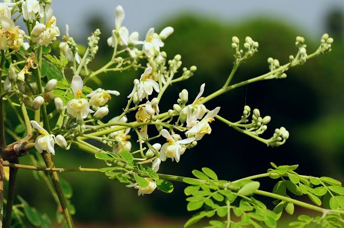 Moringa Oleifera Plant