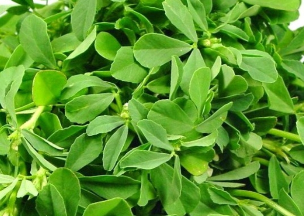 Health Benefits Of Fenugreek Leaves