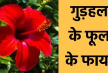 Hibiscus Flower Benefits In Hindi