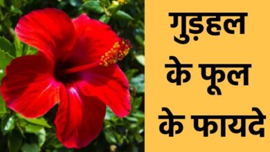 Hibiscus Flower Benefits In Hindi