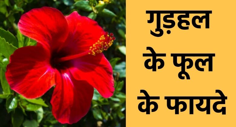 Hibiscus Flower Benefits In Hindi